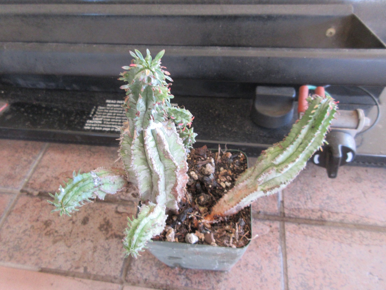 Euphorbia horrida Blue Silver Stems Plant multi stems w/new growth