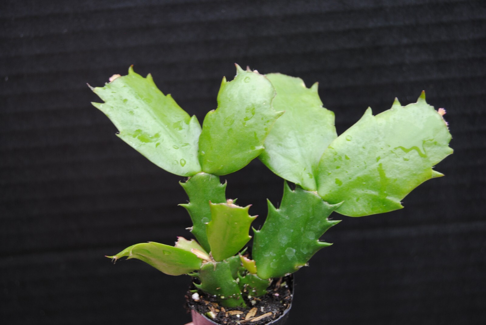 Christmas Cactus/Thanksgiving Cactus STARTER Plant~Schlumbergera Truncata~Set #1