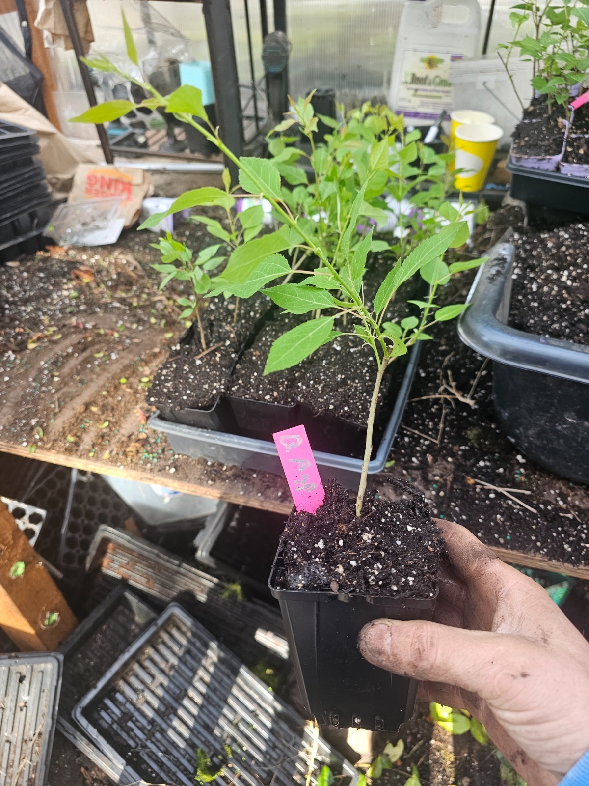 4-pack medium quaking aspen tree, growing in 4″ pot live