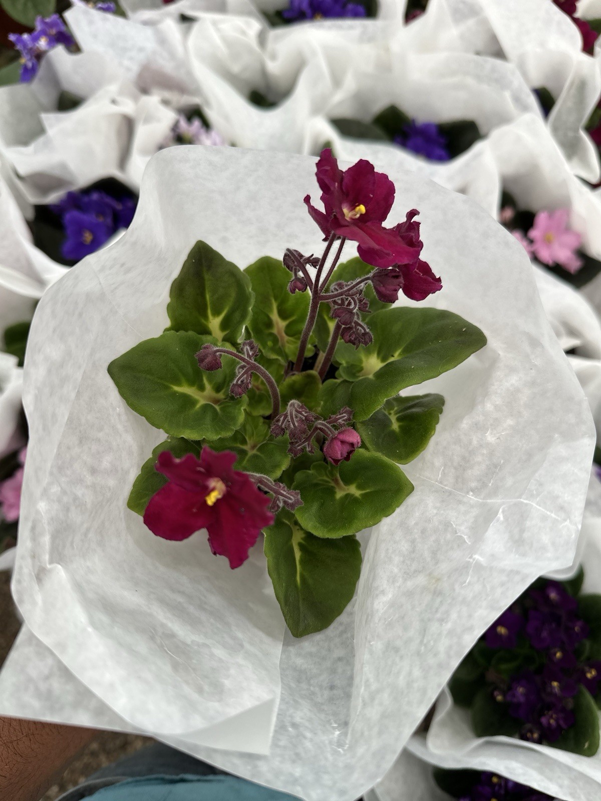 African Violet Plant 4” Live Plant Flower Starter Pot