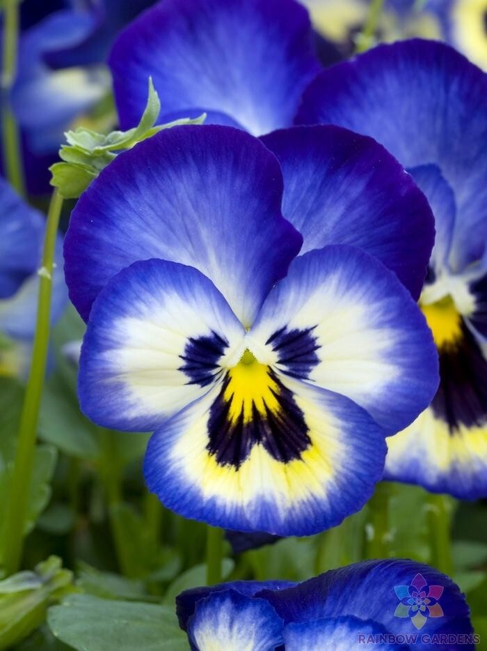 200+ Premier Blueberry Thrill Pansy (Viola) Seeds for Garden – FREE SHIPPING!