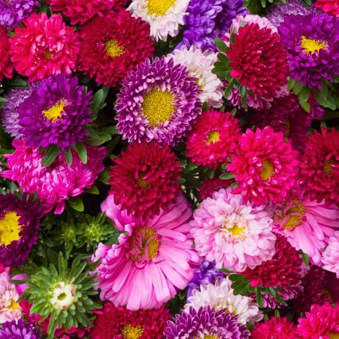 Fresh Powder Puff China Aster Seed Mix | Heirloom Non-GMO | Fresh Flower Seeds
