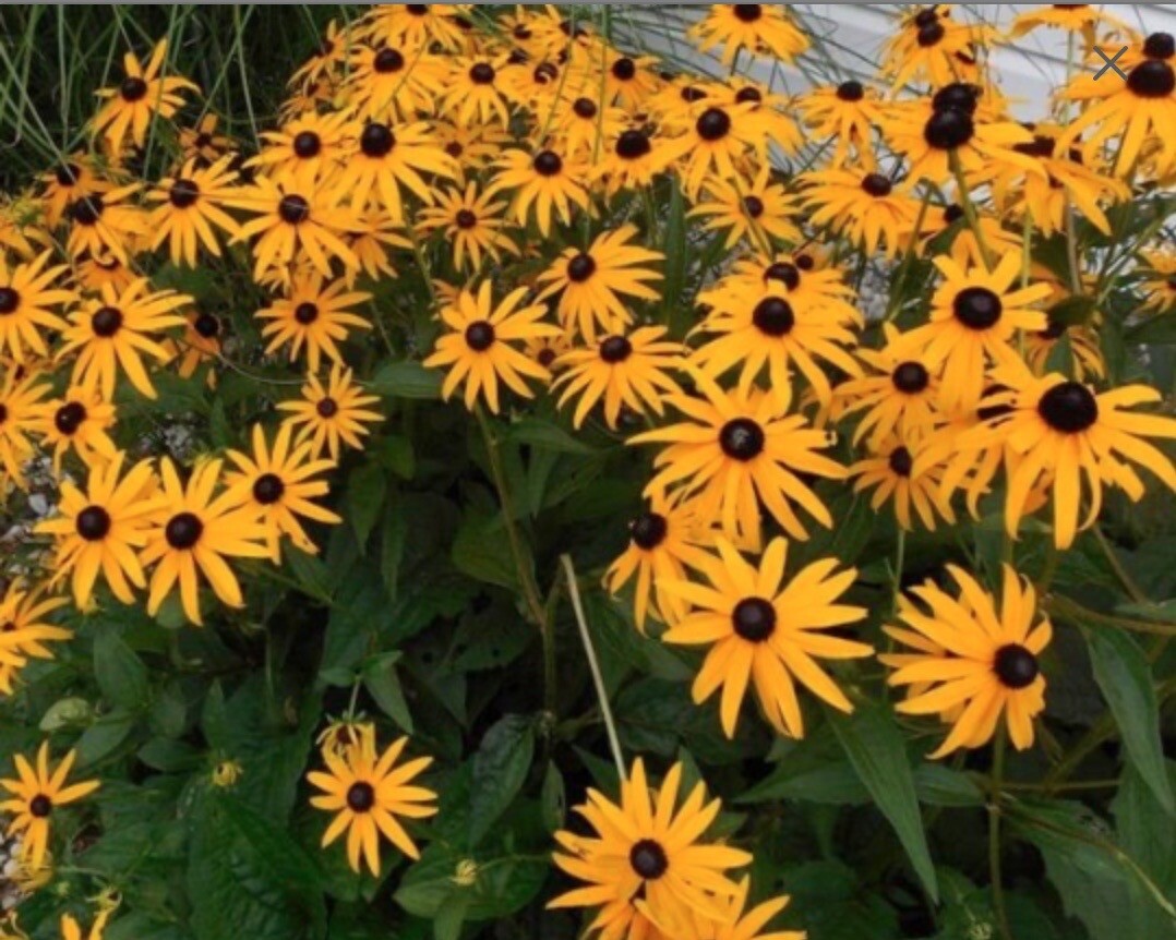Organic Rudbeckia Hirta SEEDS~Gloriosa Daisy BlackEyed Susan~Color Variation Mix