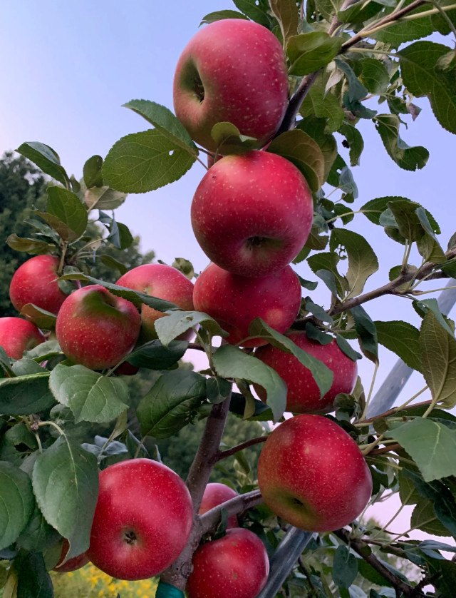 Crimson Apple Seedling Plant – 7-10″ Tall – Fruit Tree for Backyard Orchard