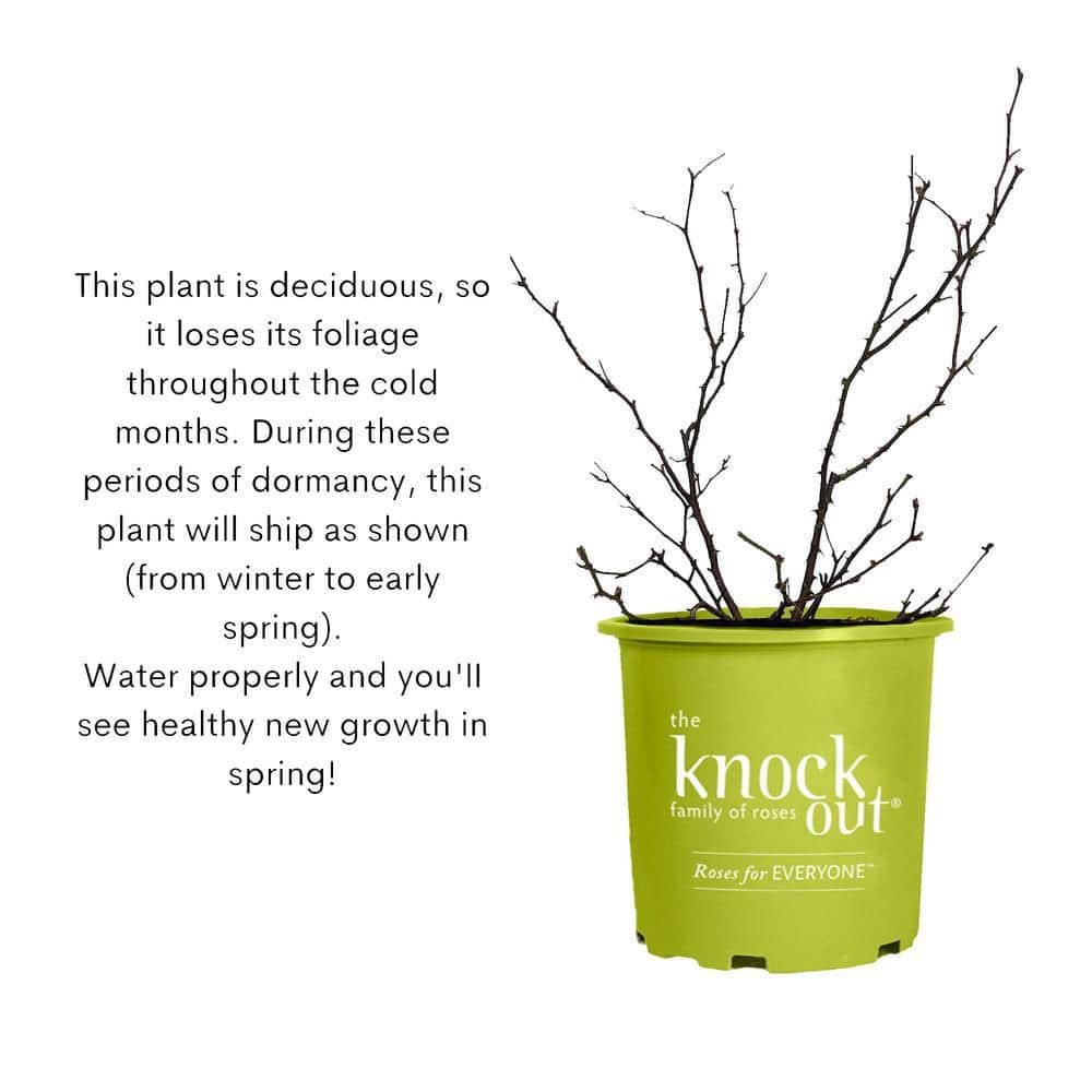 1 Gallon Double Pink Knock Out® Rose Shrub Spring Planting