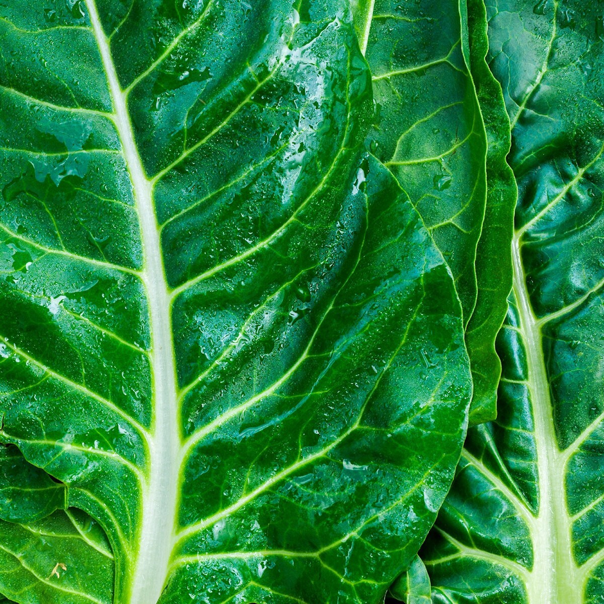 1/4 Lb Lucullus Swiss Chard Seeds – Everwilde Farms Mylar Seed Packet
