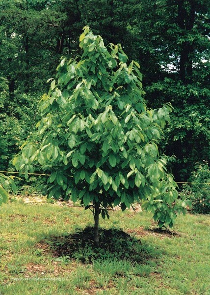 Asimina triloba ‘Sunflower’, grafted 10-12 inches tall plant (Poor Man’s Banana)