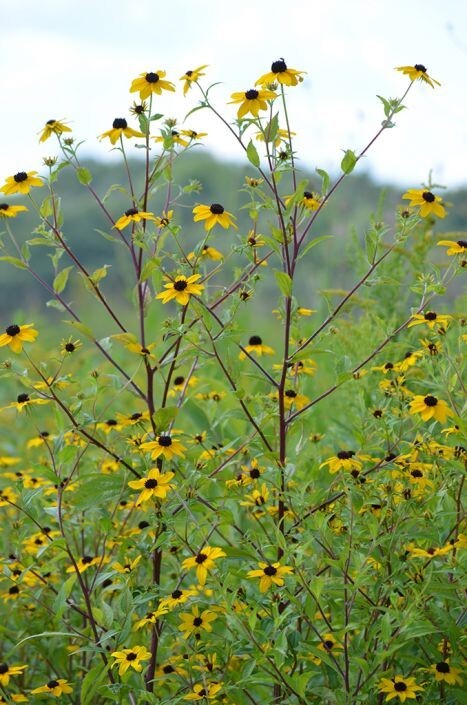 30 Rudbeckia Triloba seeds