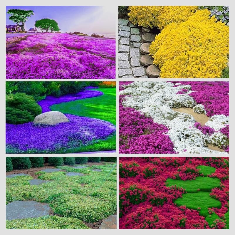 3000+ Mix Creeping Thyme Seeds for Planting Red, Blue, Yellow, white, pink.