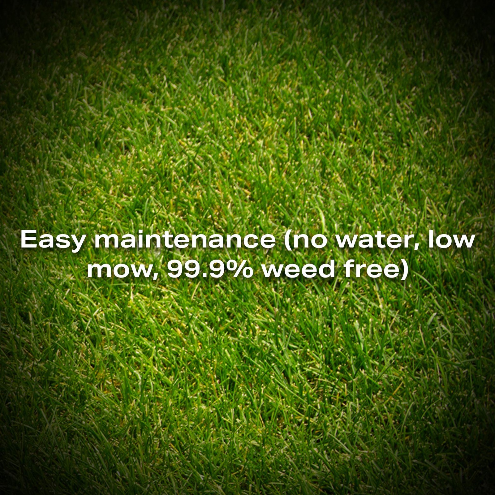 Eco Seed Low Grow Fescue Grass Mixture, 5 lb Bag for Healthy Lawns