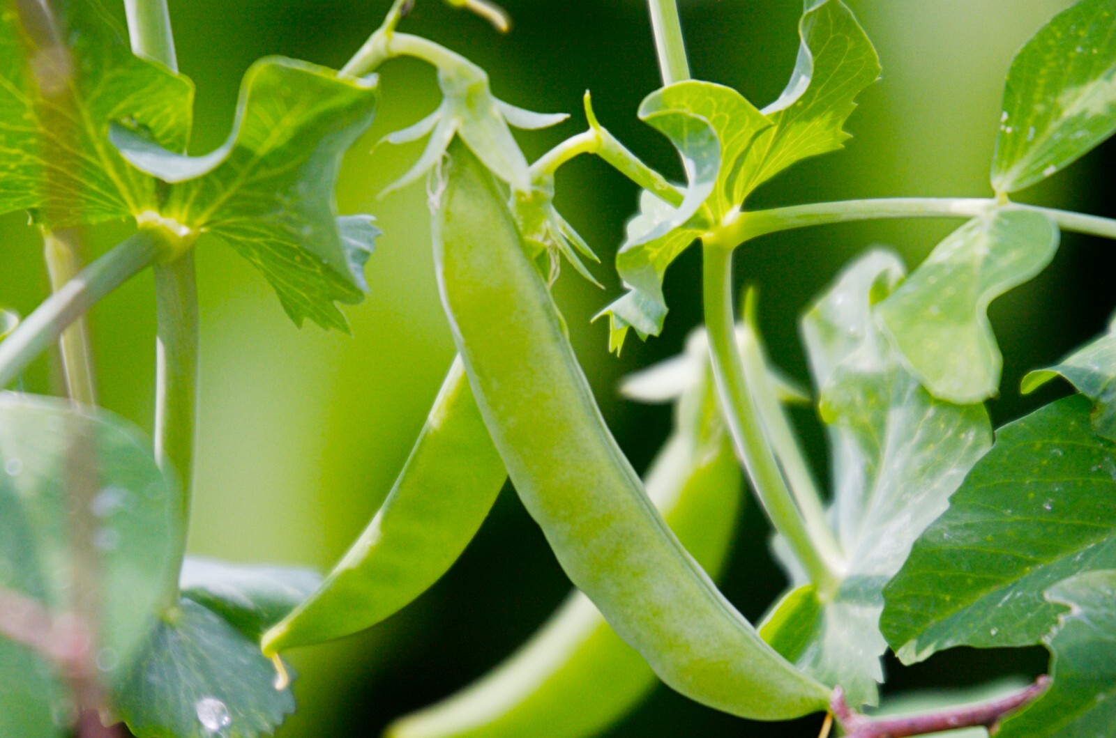 Sugar Ann Snap Pea Seeds, Early and Compact, Heirloom, NON-GMO, FREE SHIPPING