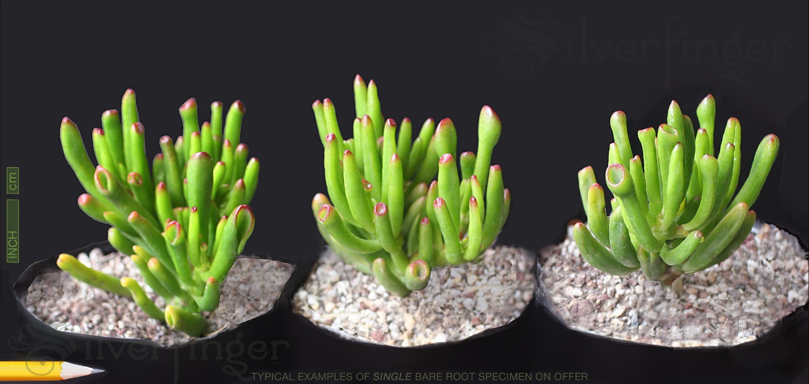 Crassula Ovata Gollum Fingers Monstrose Spoon Jade Succulent Plant