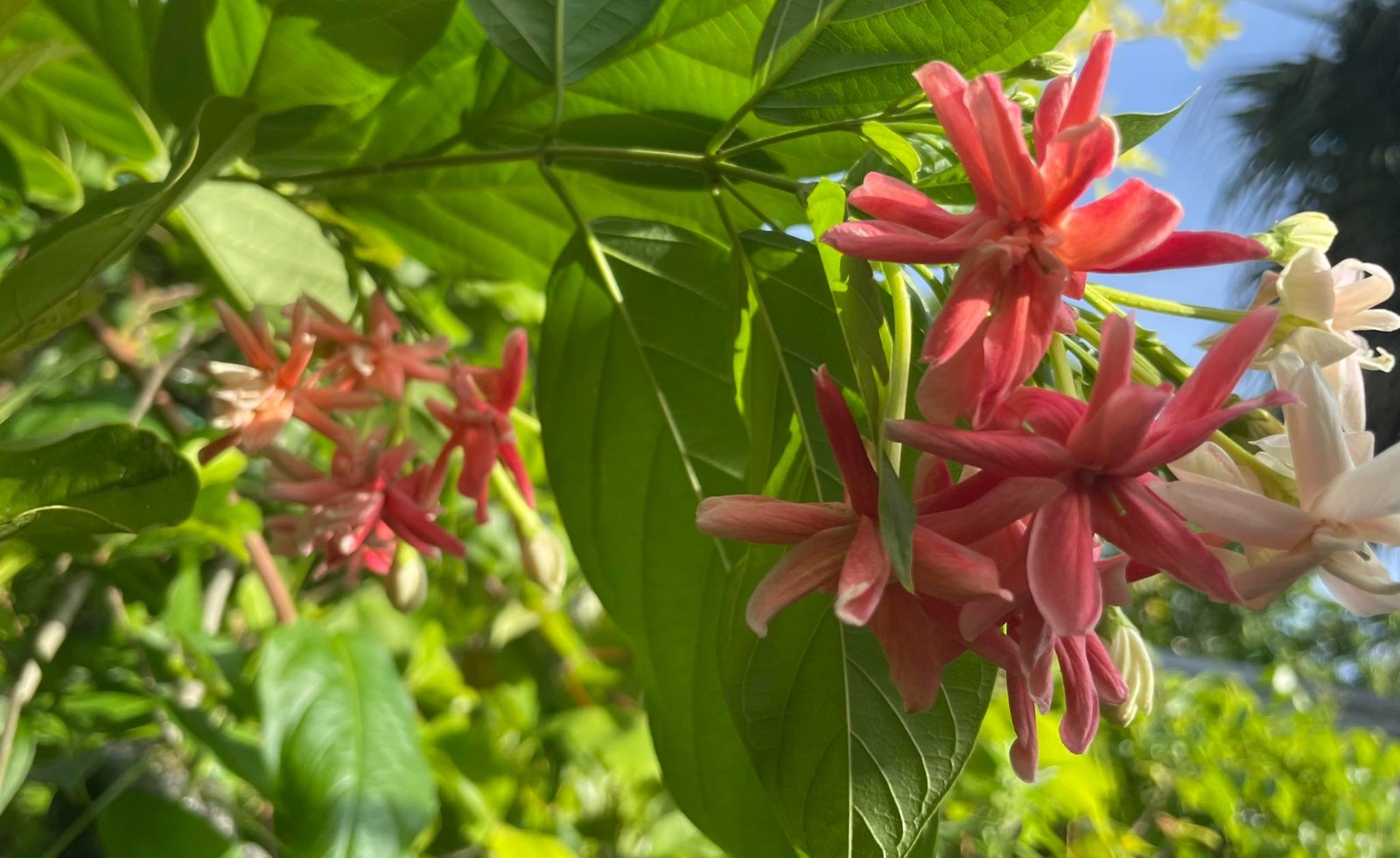 Combretum indicum Rangoon Creeper Double Flowers Chinese Honeysuckle