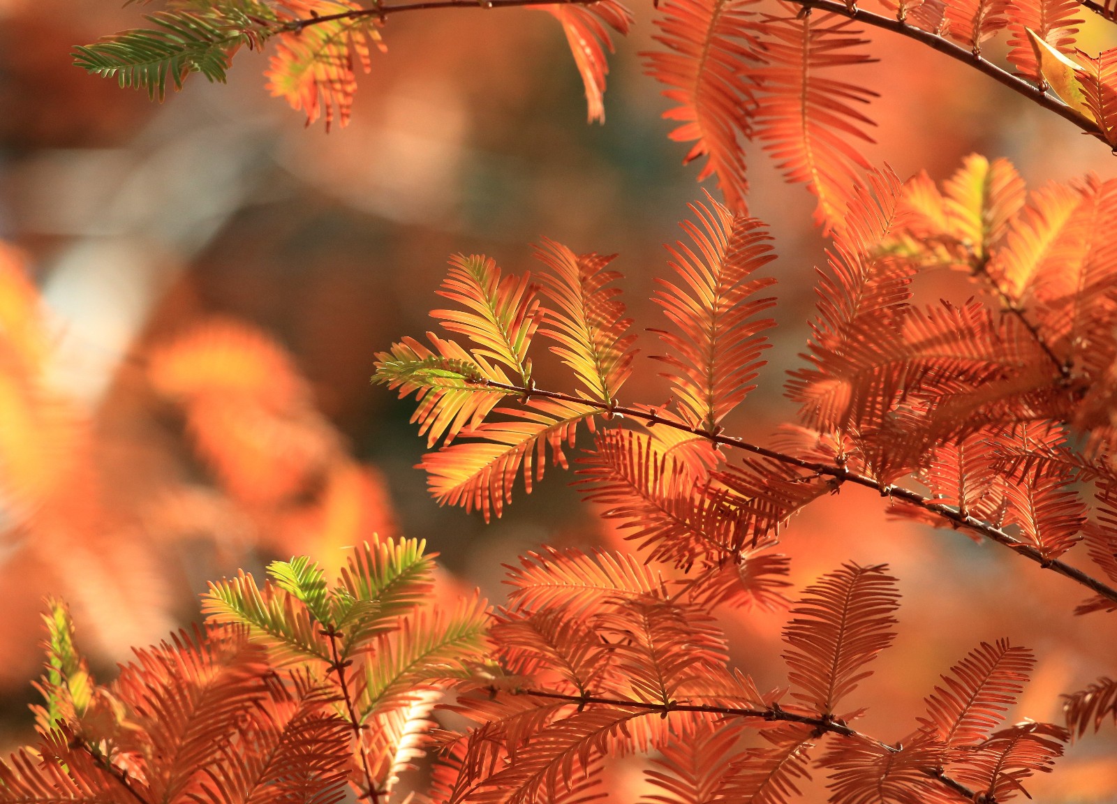 Bald Cypress Tree (Taxodium distichum) 25″ – 32″ Tall