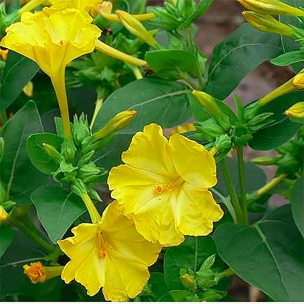 80 Yellow Four O’Clock Seeds – Tender Perennial That Reseeds Easily