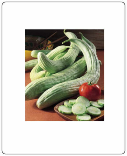 Cucumber Armenian (Cucumis Sativus) 50 Seeds Heirloom Vegetable