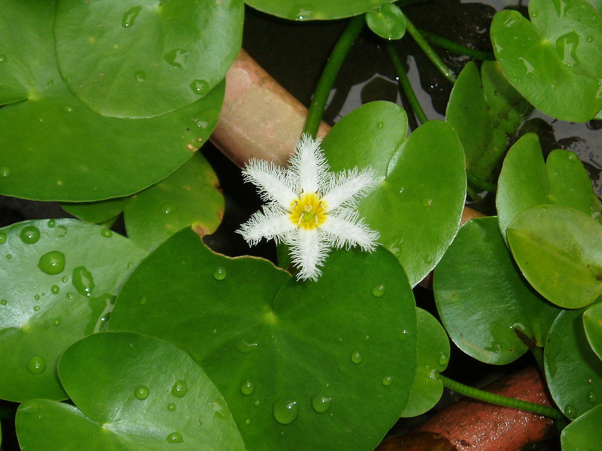Live White Flower Water Snowflake Aquatic Marginal Pond Plant