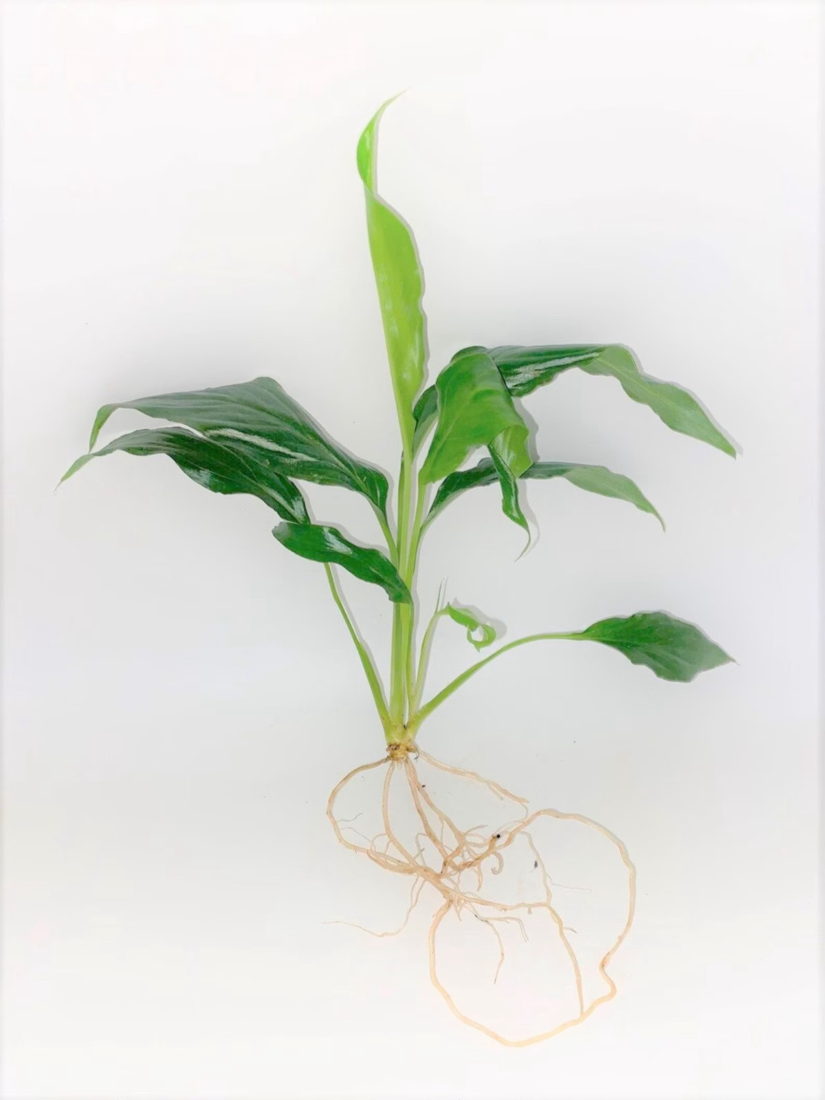 Live Peace Lily Medium- Live Aquarium Plant, Terrarium Plant,Water vase or dirt