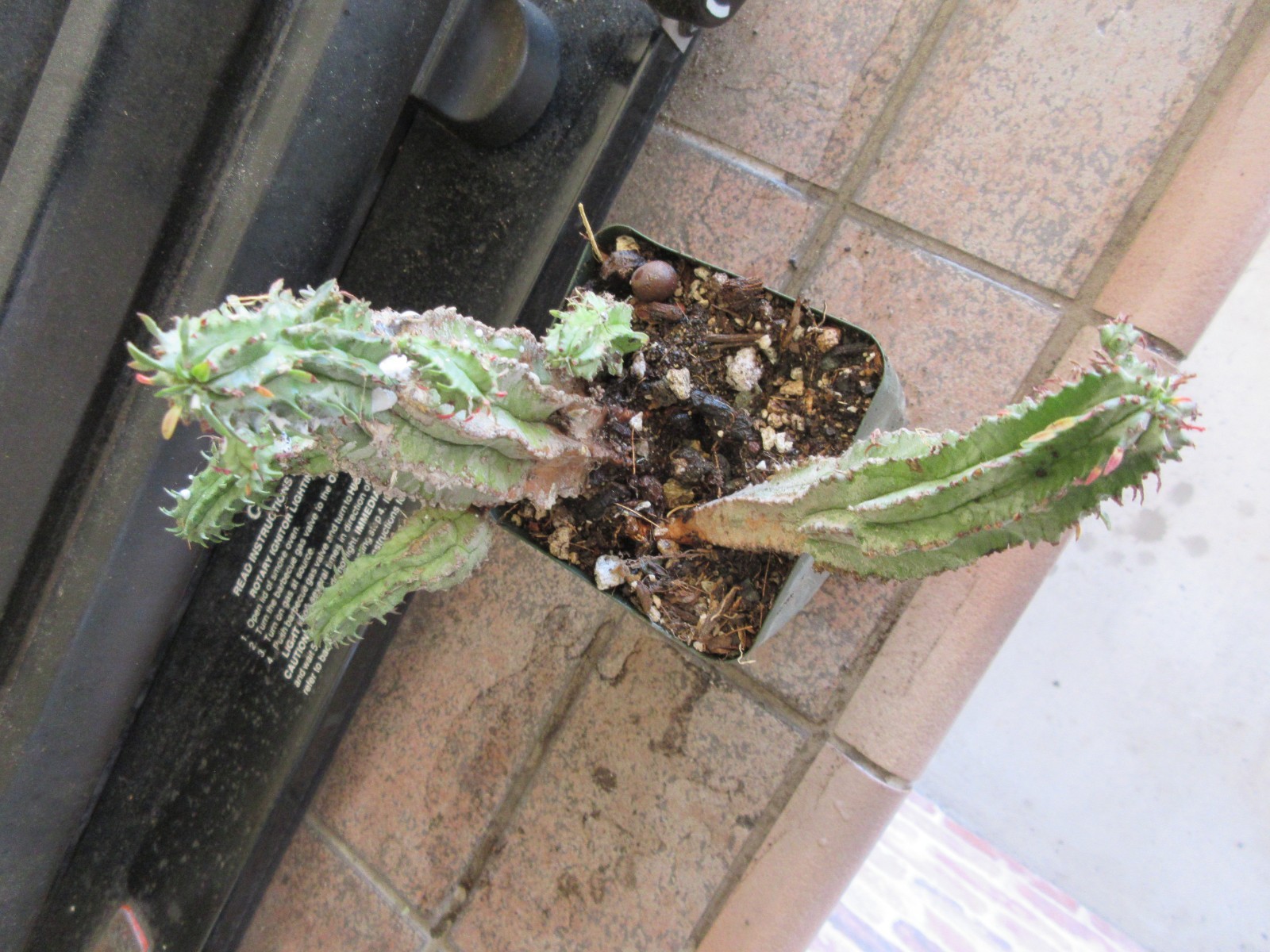 Euphorbia horrida Blue Silver Stems Plant multi stems w/new growth