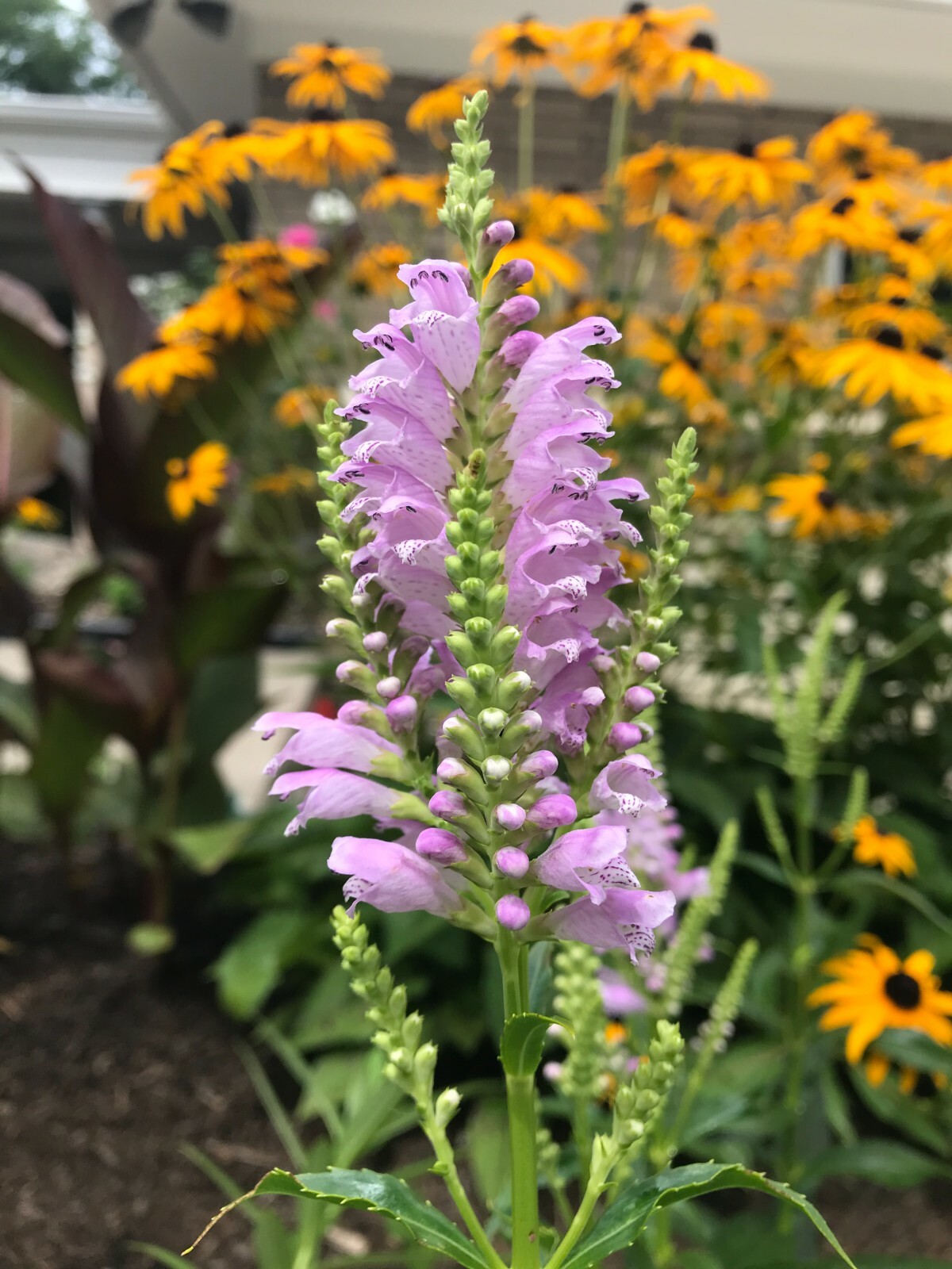 20 Live Plants Obedient Plant organically grown Bare Roots Live Plant