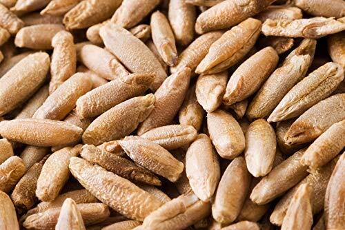 Rye Berries | 4 Pounds | High in Fiber and Iron – 4 Pound Bag of Rye Berries – M