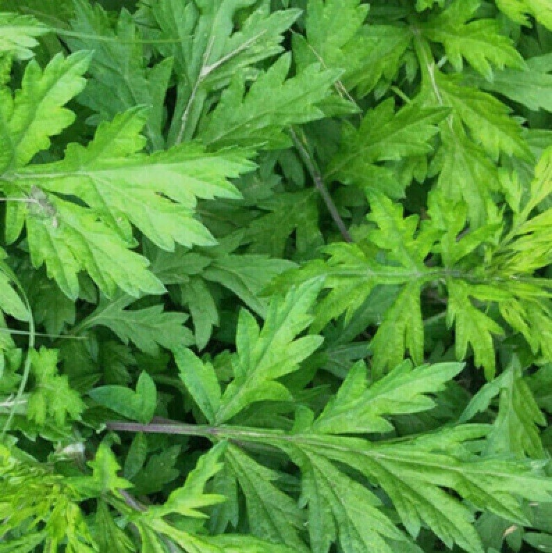 Live Mugwort Well Root Plants – Artemisia Argyi – Wormwood Herb – Ai Cao 艾草苗根