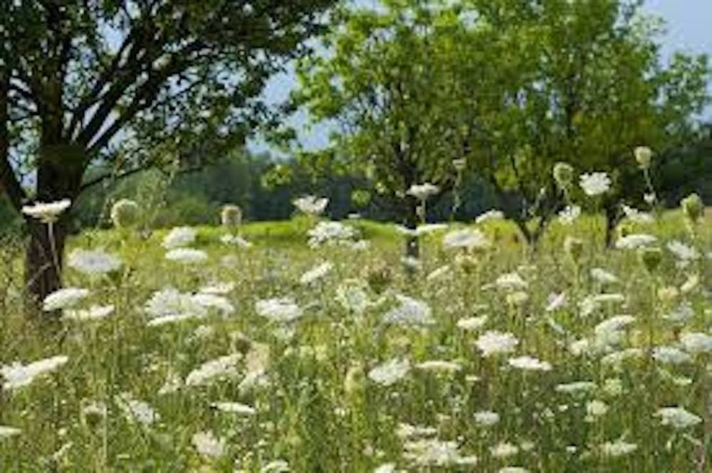 3 Queen Anne’s Lace Bare Root Daucus Carota Perennial Wildflower