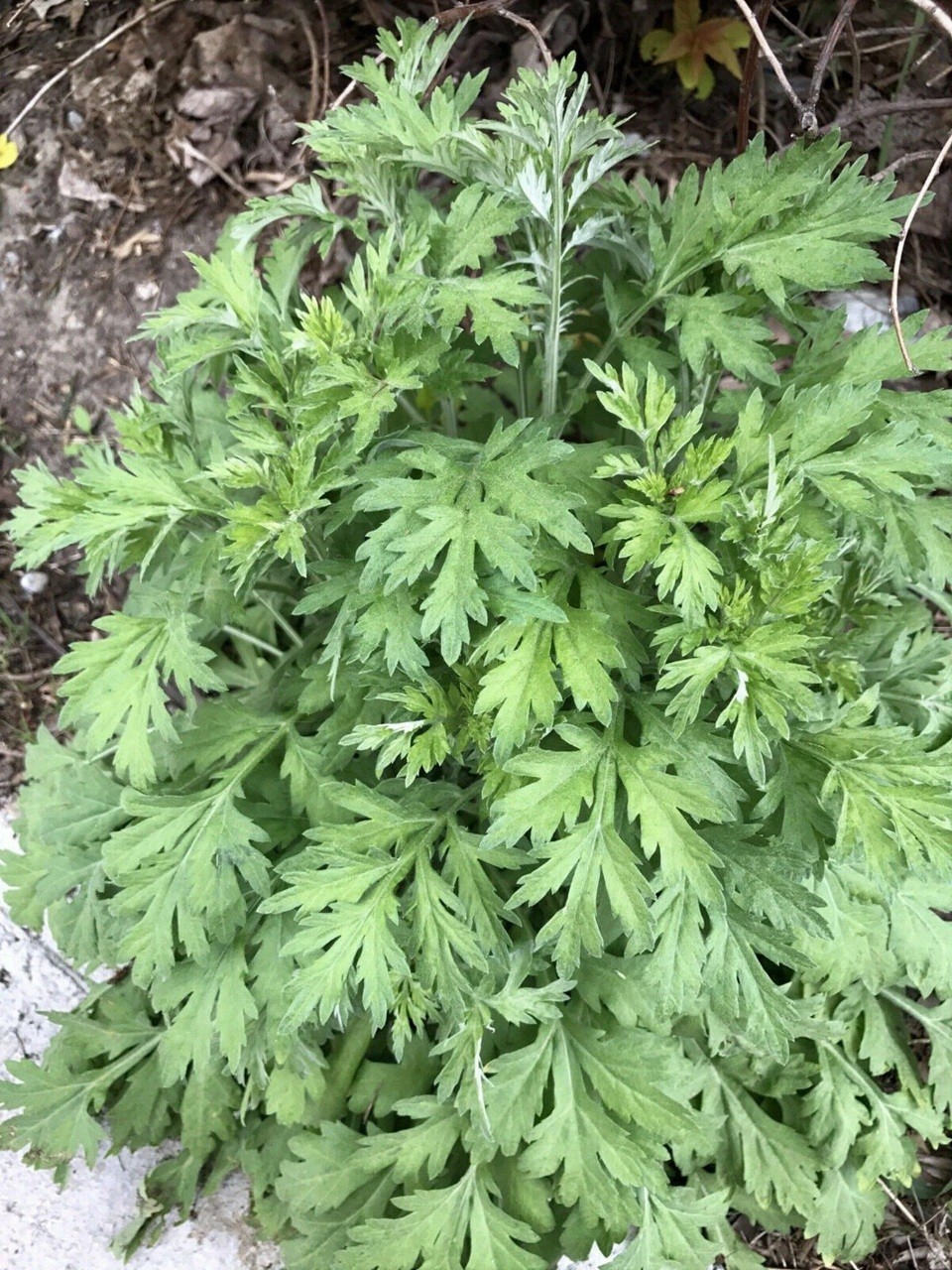 Live Mugwort Well Root Plants – Artemisia Argyi – Wormwood Herb – Ai Cao 艾草苗根