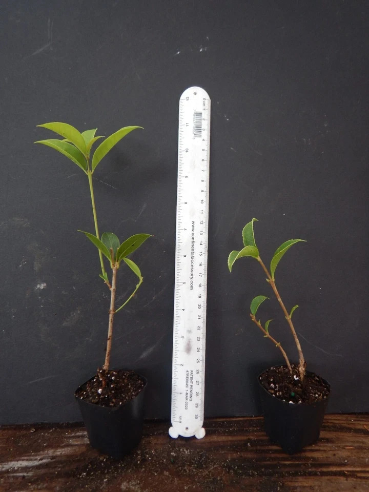 Fudingzhu Fragrant Tea Olive Osmanthus Healthy well rooted starter plant