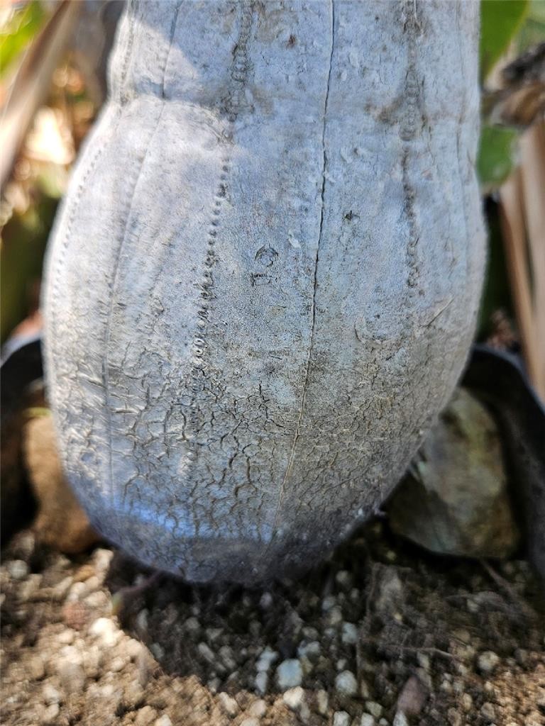 Large Old Euphorbia Obesa 10 Inches Tall
