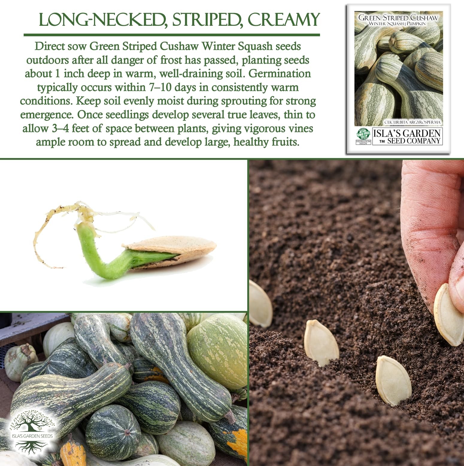 Green Striped Cushaw Pumpkin Seeds Cucurbita argyrosperma – 25 Heirloom NonGM…