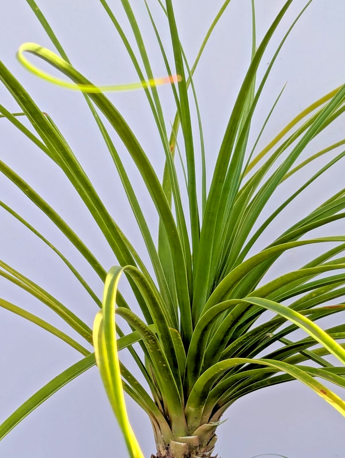 Ponytail Palm in 6″ Pot Indoor Beaucarnea Recurvata Evergreen Houseplant