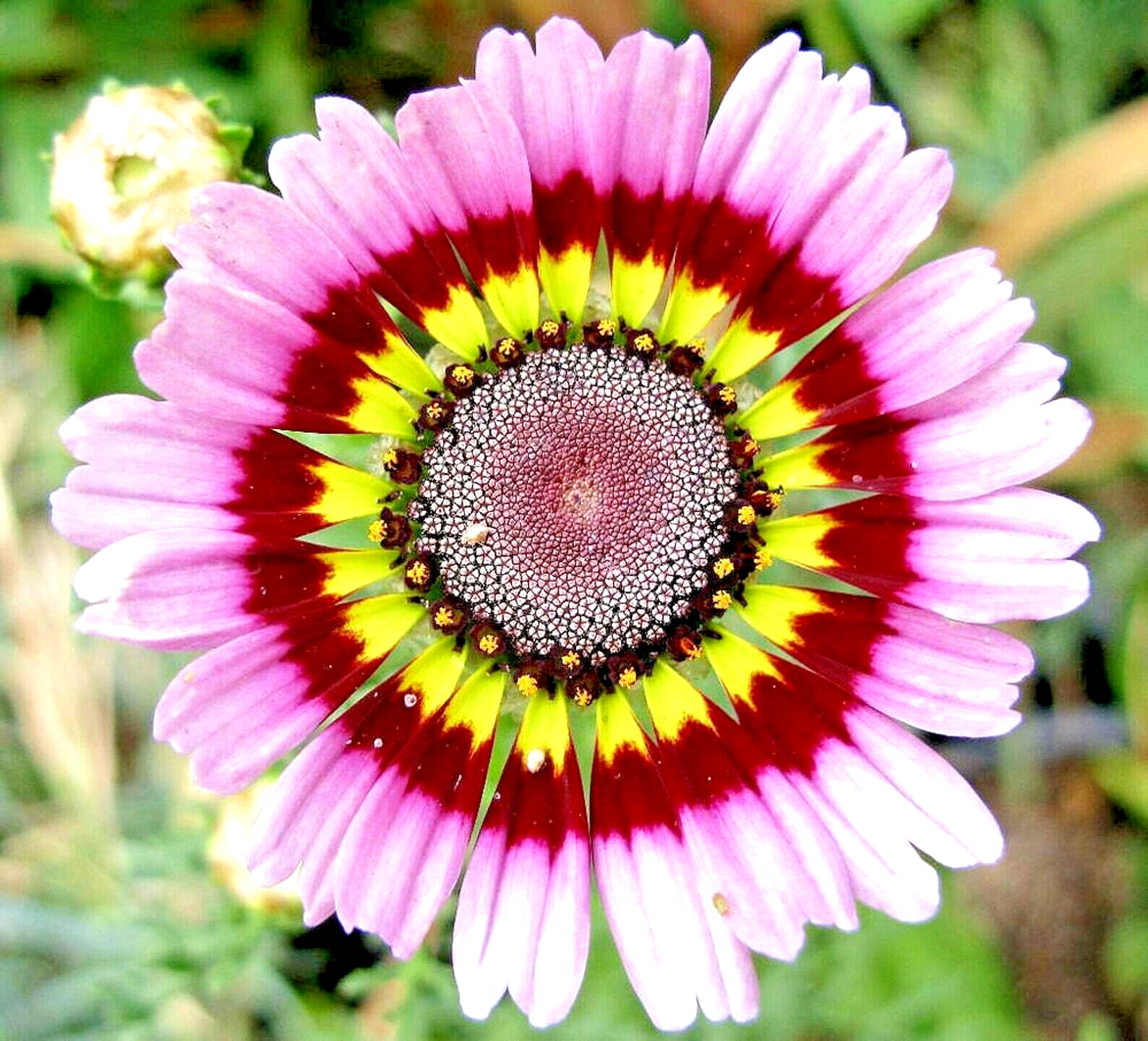 500+ PAINTED DAISY TRICOLOR AUTUMN MIX SEEDS GIGANTIC FLOWERS BUTTERFLIES BEES