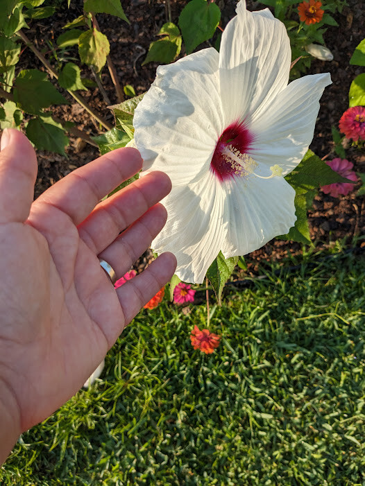 WHITE HIBISCUS MOSCHEUTOS (SWAMP ROSE-MALLOW) 20 SEEDS ( FRESH 2023 CROP)