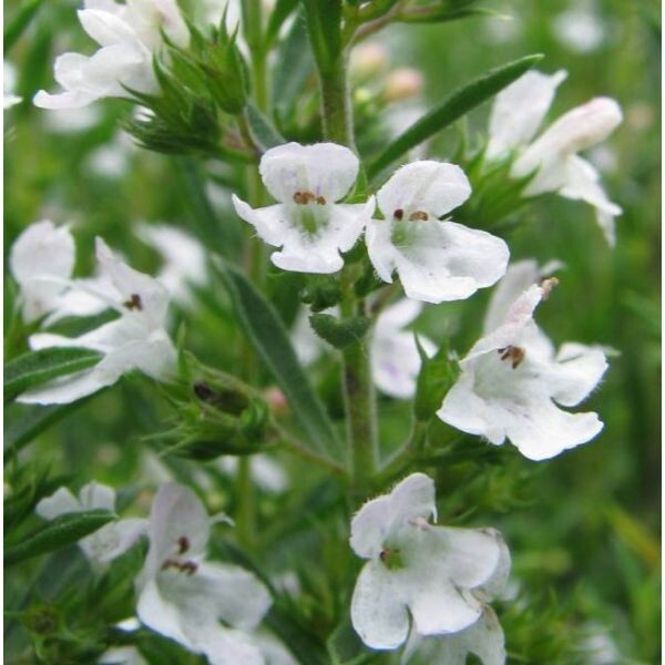 25 Creeping WINTER SAVORY Satureja Montana Herb Flower Seeds