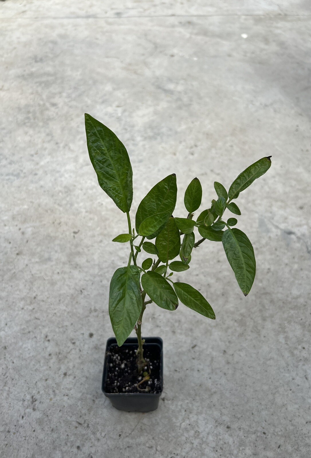 1 Pepino Melon From Old Plant Cutting With Pot 10” Golden Sweet Ginseng Fruit