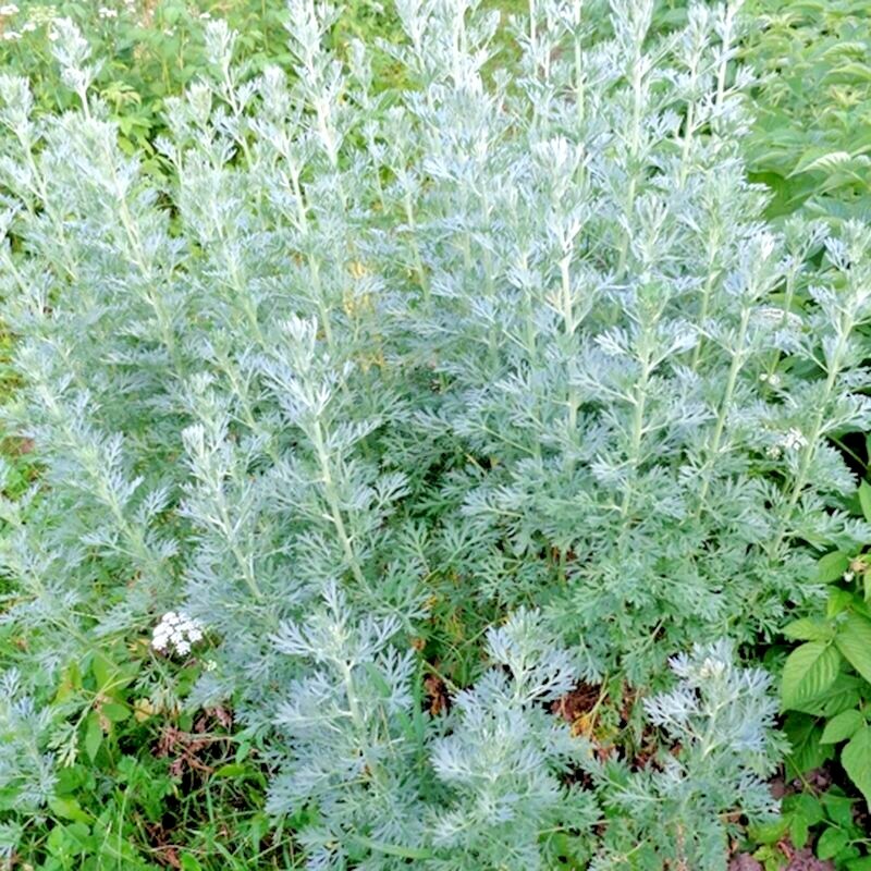 2000+ WORMWOOD ABSINTHE SEEDS SPRING PERENNIAL MOSQUITO PESTS DEER REPELLENT USA