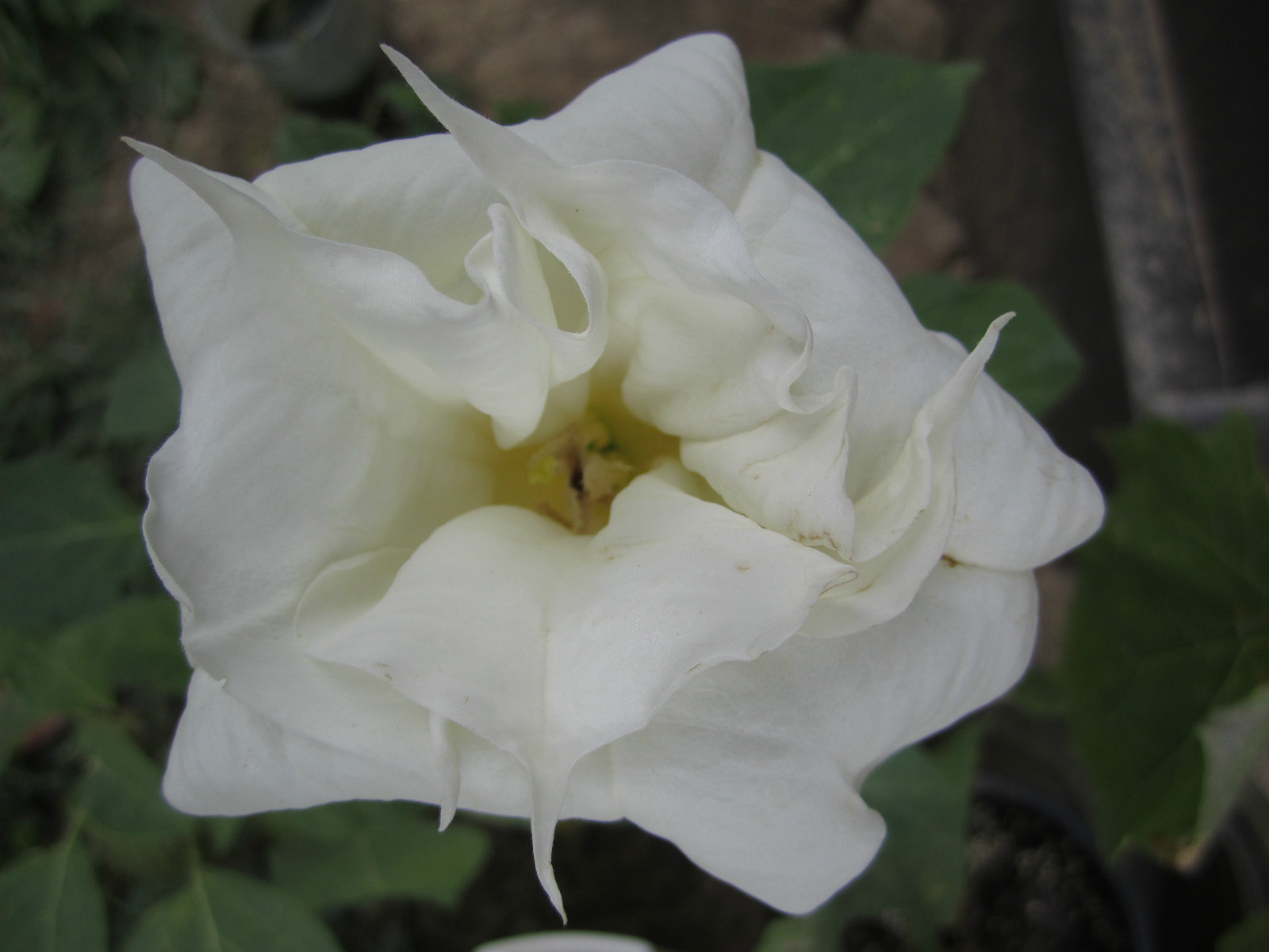 Double White Datura / Brugmansia Large Very Fragrant- Loved By Hummingbirds 15+