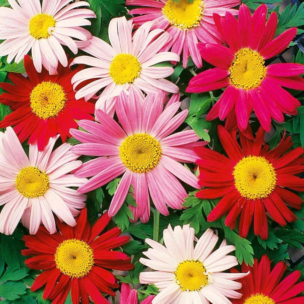 Painted, Daisy Seeds (Chrysanthemum carinatum)- 200 Seeds – Perennial Flowers US