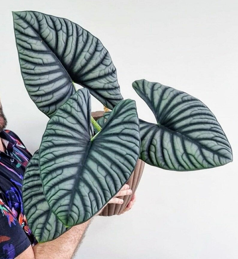 Imperialis Alocasia nebula SMALL Well Rooted STARTER Plant