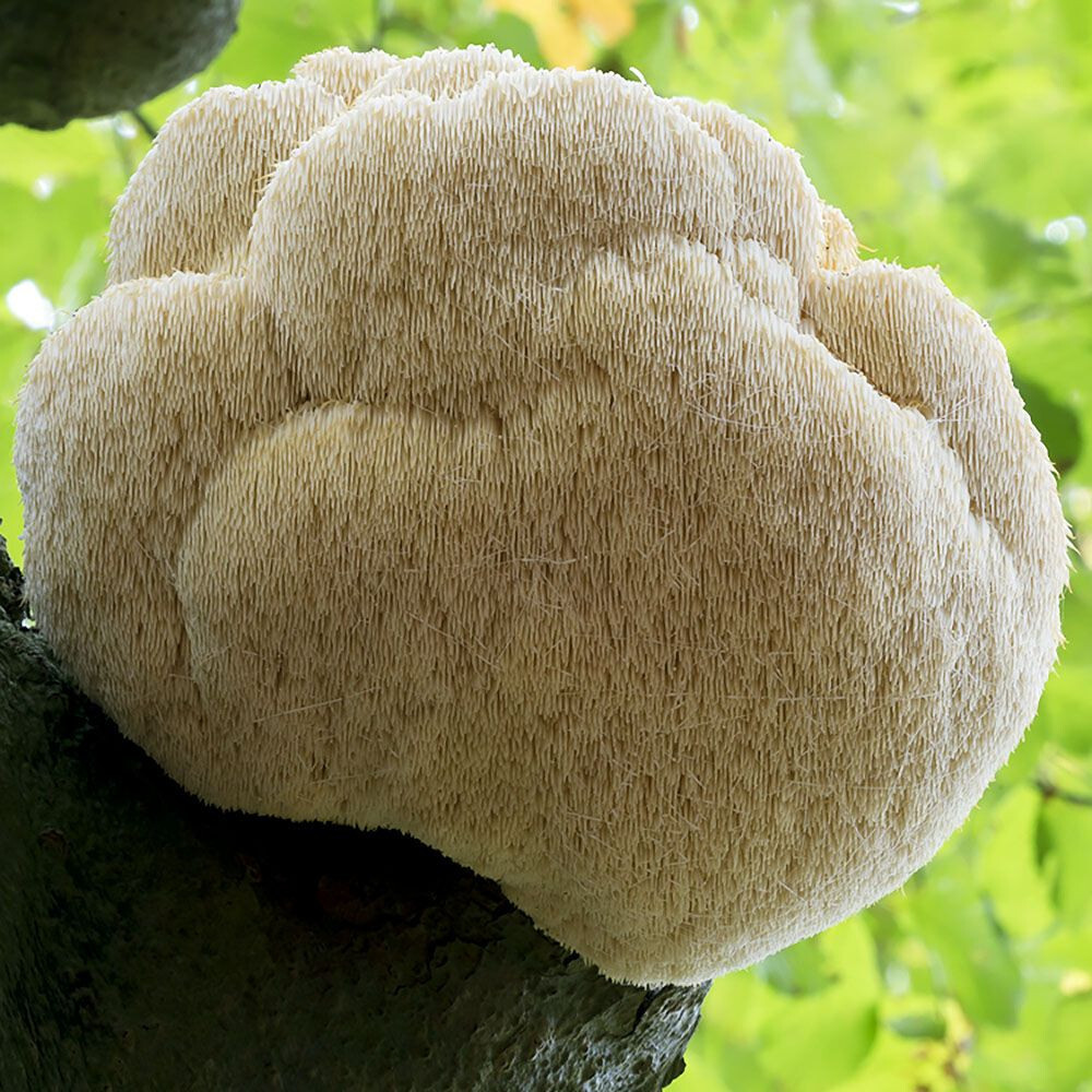 Lions Mane Warm Weather (Hericium erinaceus) Liquid Culture