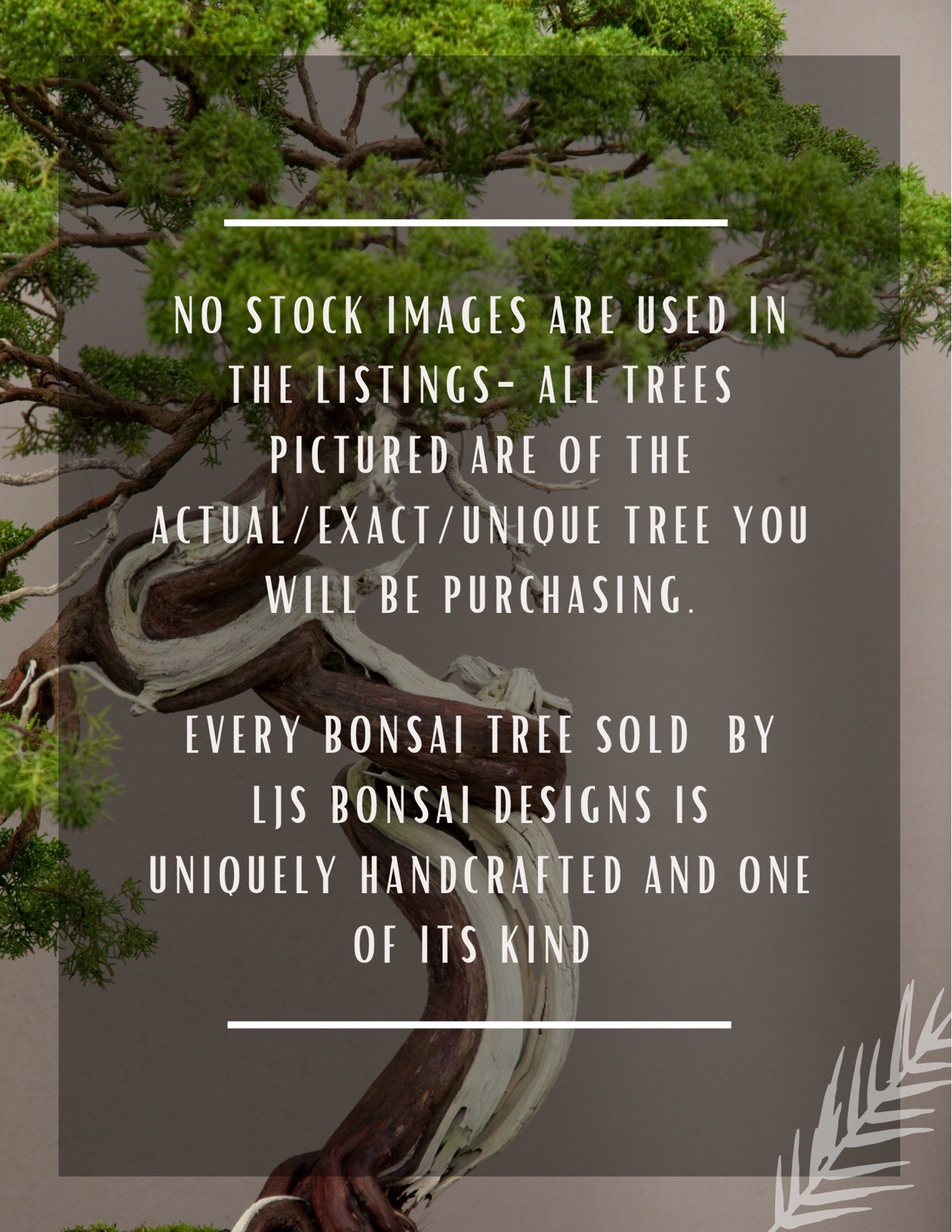 ROSE BONSAI TREE IN 10” CERAMIC POT. NATIONWIDE SHIPPING VIA FEDEX-