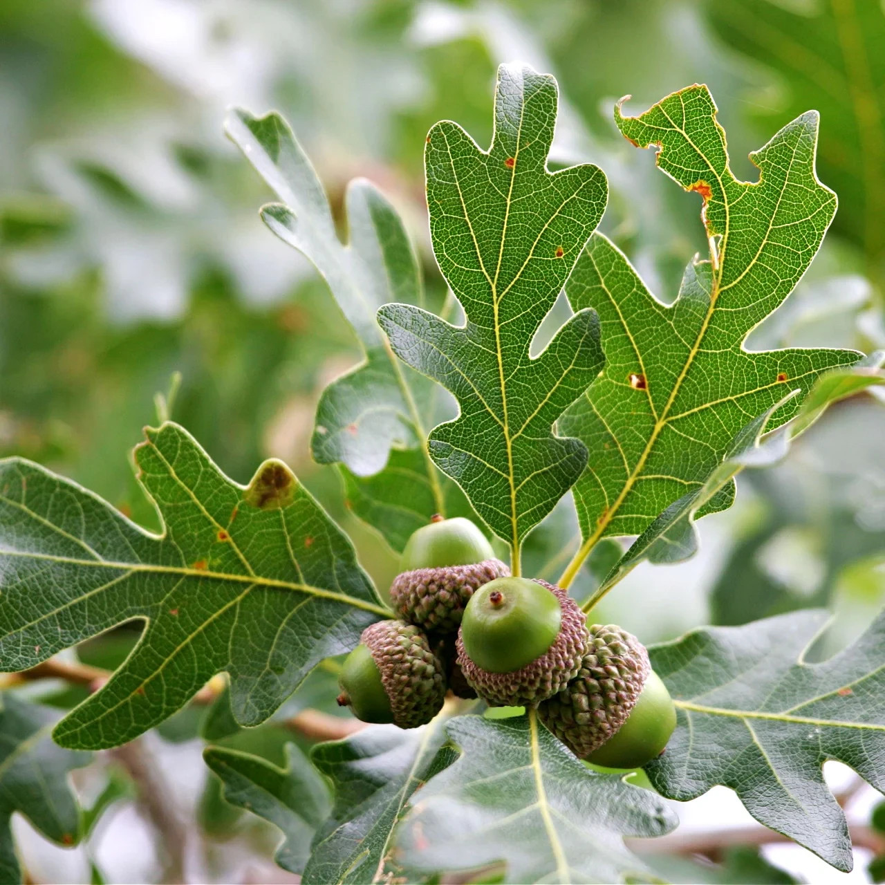 5 White Oak Tree 12-24″ Quercus alba Bare Root