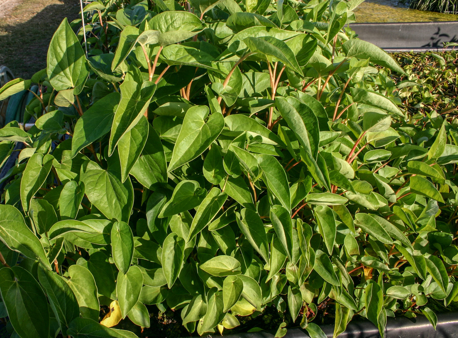 Live Lizard’s Tail Plant Winter Hardy Marginal Aquatic Pond Plant