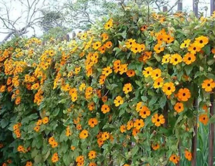 BLACK EYED SUSAN VINE Mixed Colors Tender Perennial Pollinators Non-GMO 25 Seeds