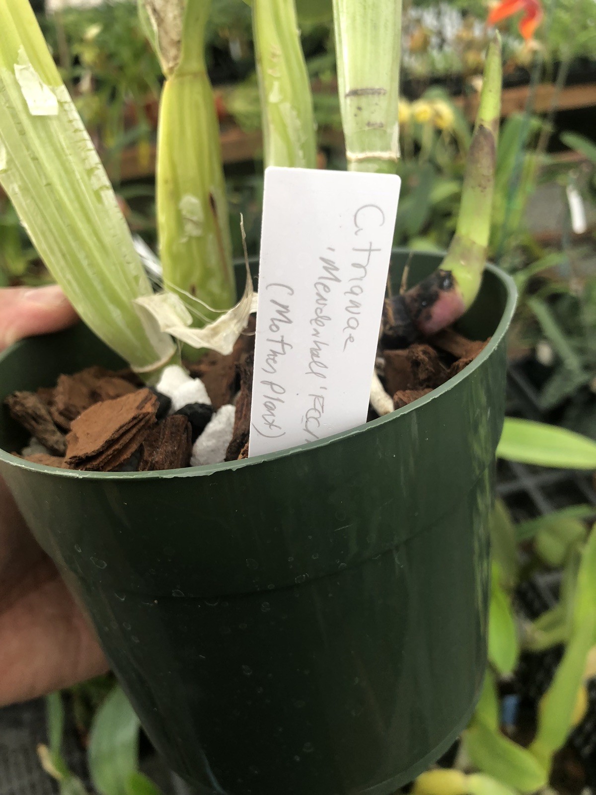 Cattleya trianae ‘Mendenhall’ AM/AOS Original Division