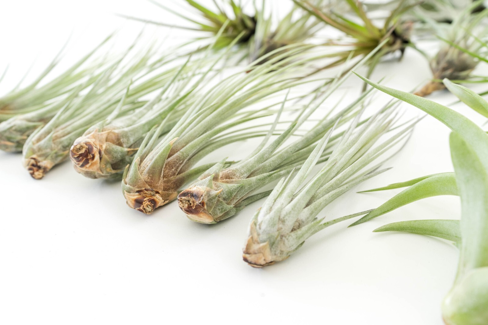 Air Plant Variety Pack of 48 – Live Tillandsia – Easy Indoor Outdoor Home Decor