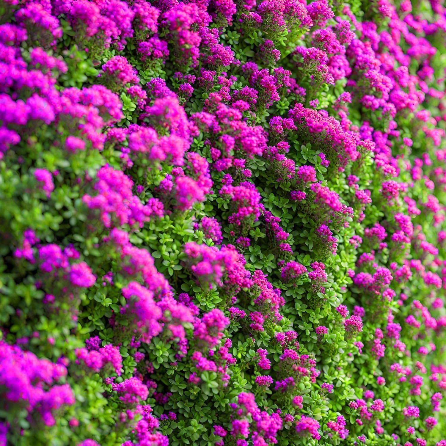 20000Pcs Creeping Thyme Seeds for Planting Perennial Ground Cover Plants Heirloo