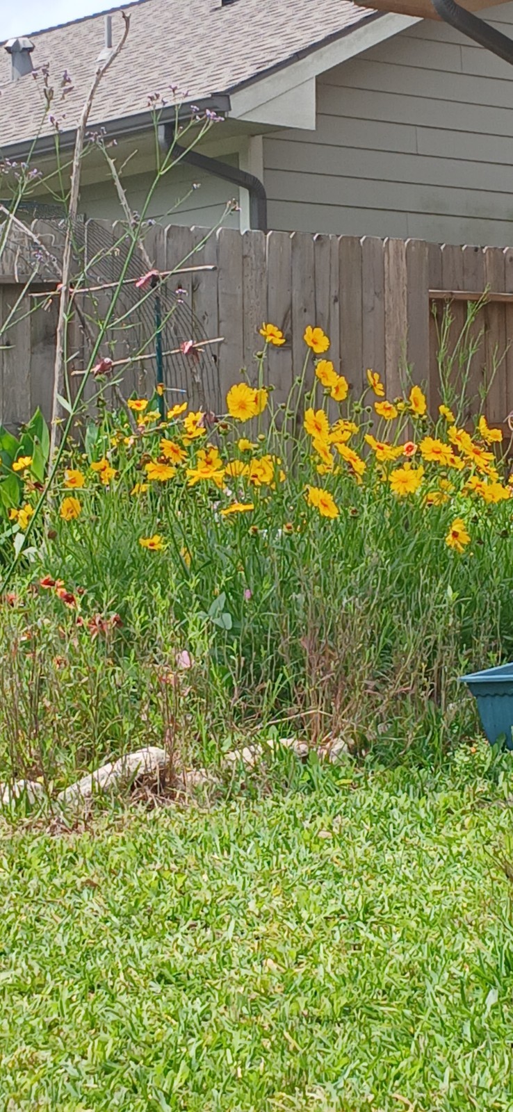 Lance-leaved Coreopsis Flower seeds