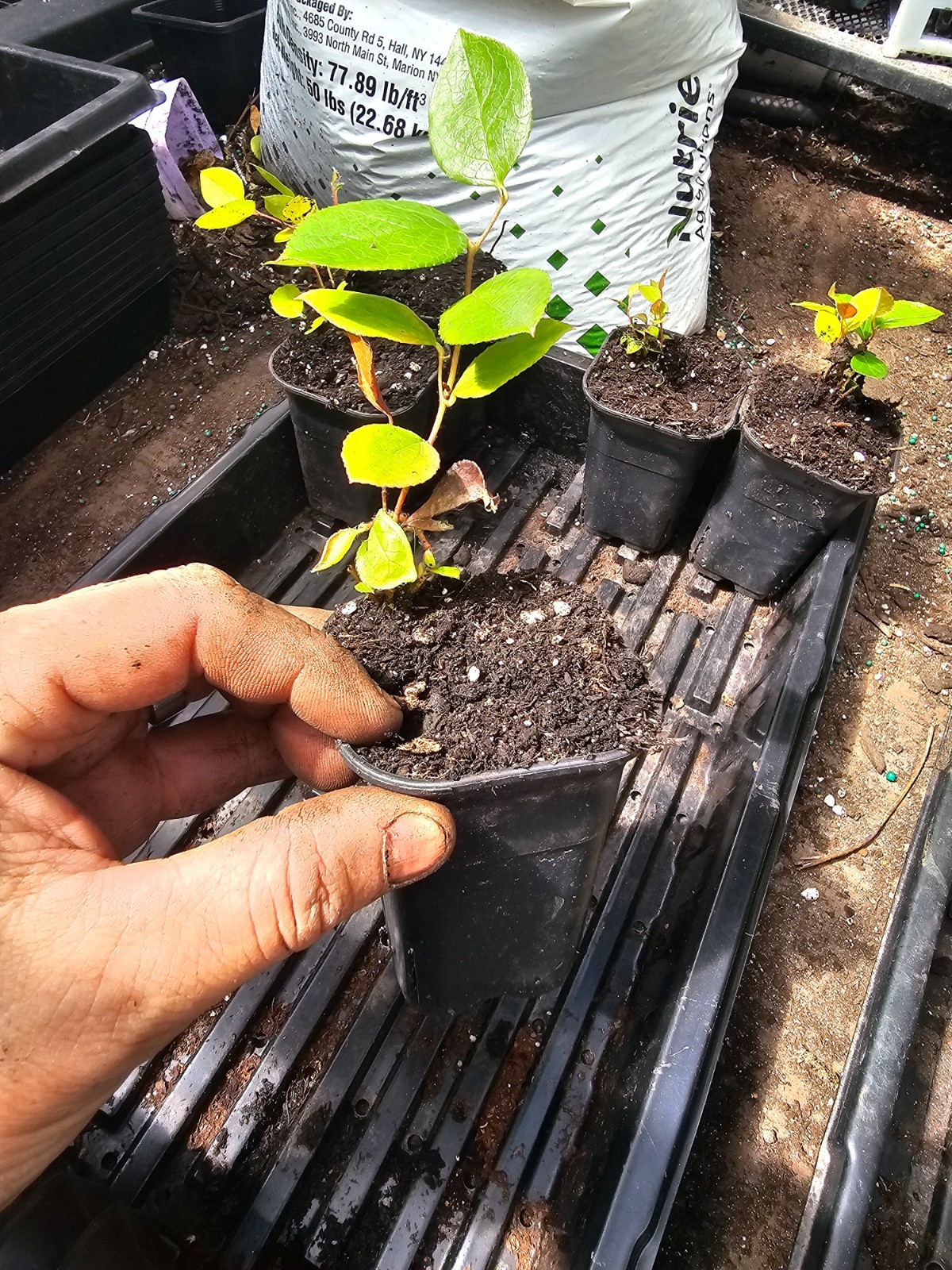 one small live SALAL berry bush plant, in 3″ pot aka “poor mans blueberry” edibl